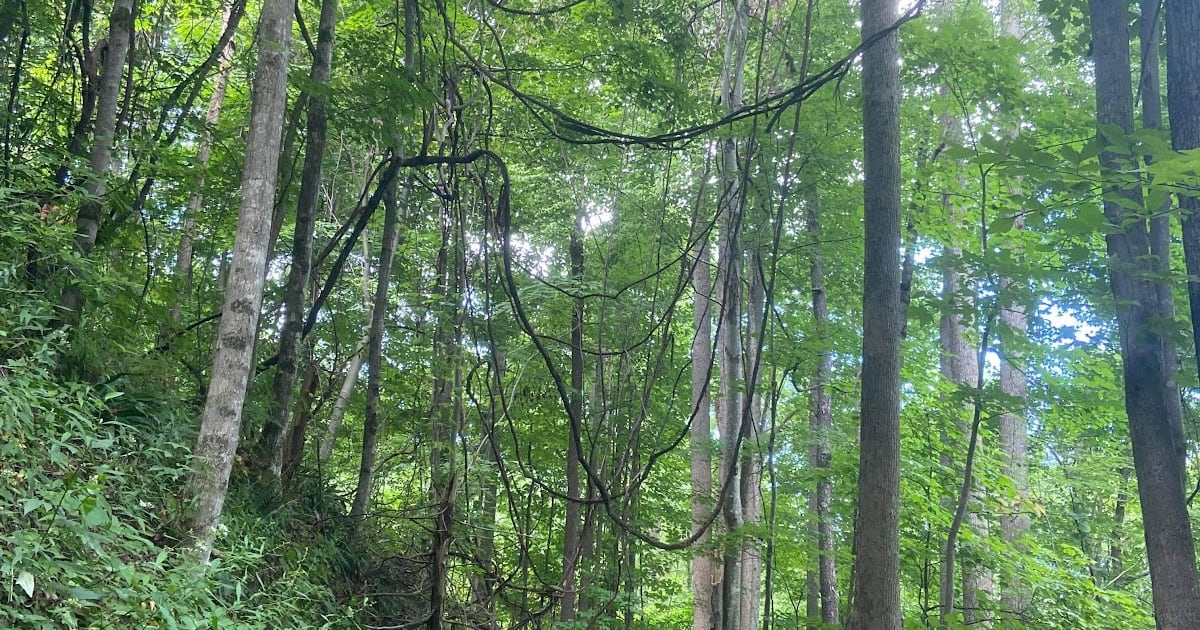 Pole Road Creek Trail