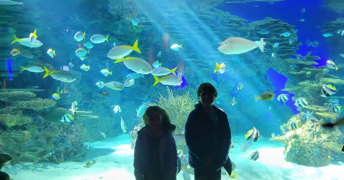Sea of Trees - Ripley's Aquarium Holiday Event