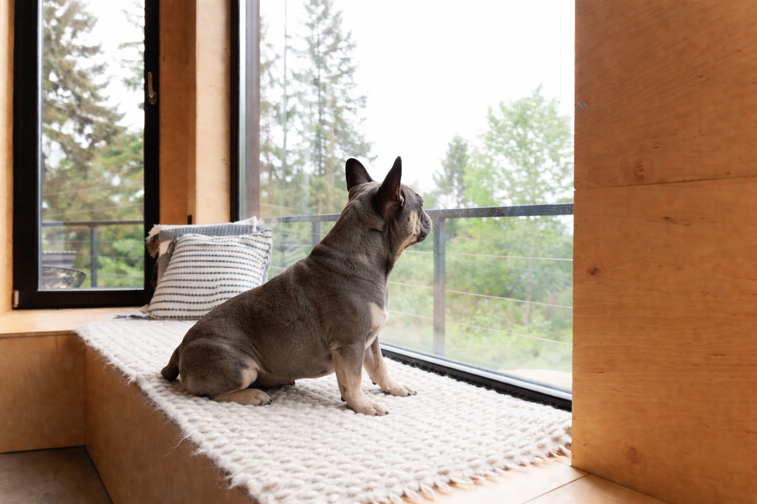 Pet-friendly cabin rentals in the Smoky Mountains