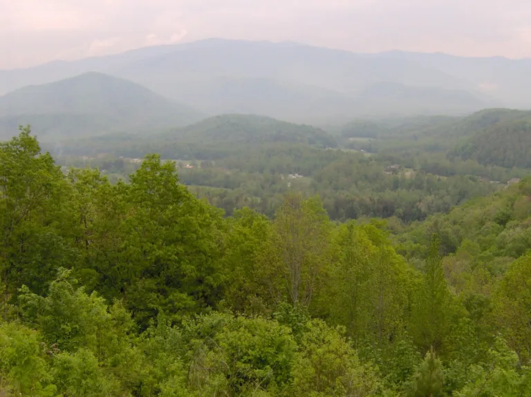 Greenbrier Cosby forest area