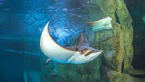 Ripley's Aquarium
