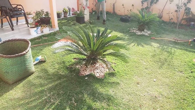 Revitalização de plantas e gramados