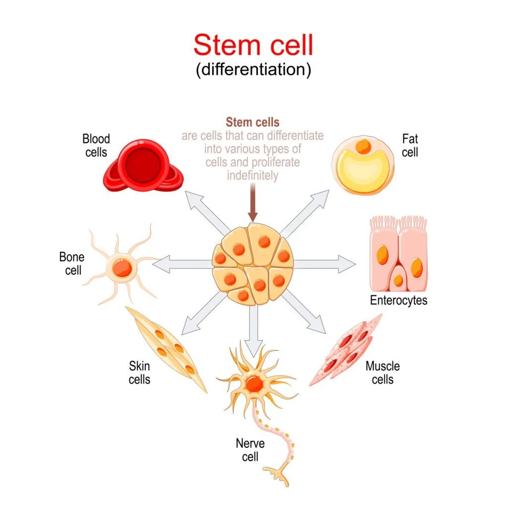 Stem Cell Differentiation