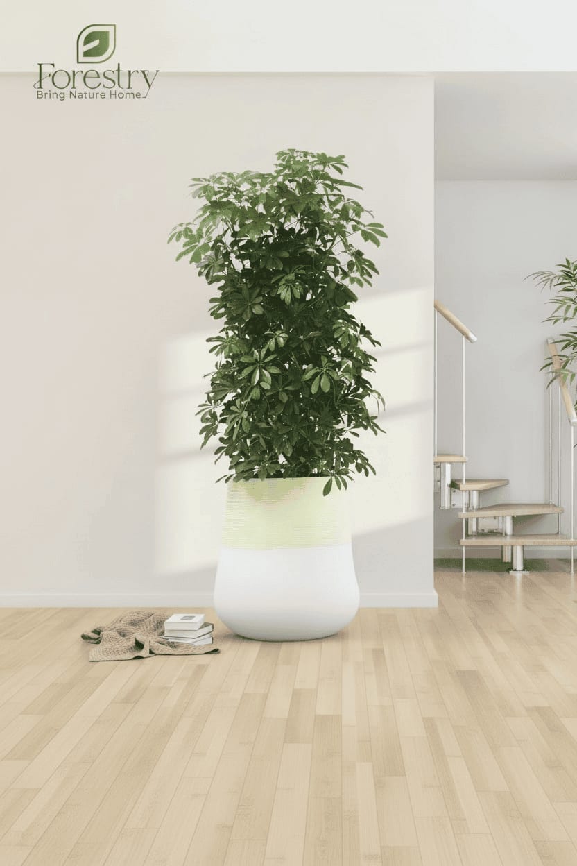 ARISTO PLANTER (1)