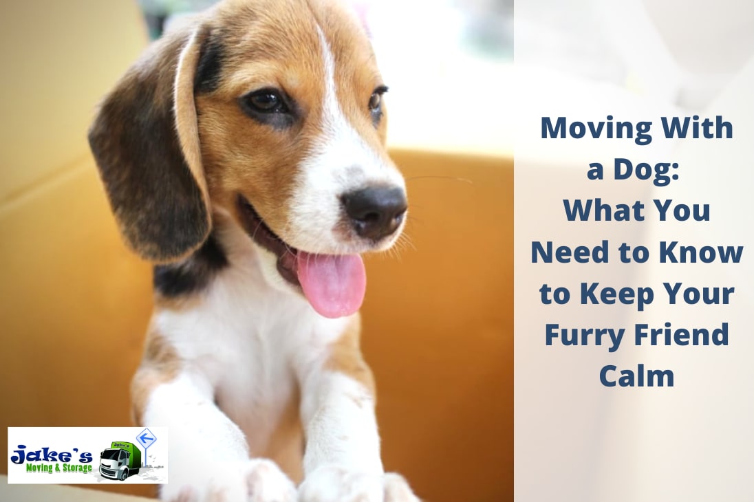 Moving With a Dog What You Need to Know to Keep Your Pet Calm