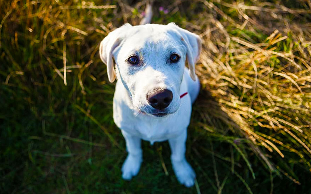 Animal Transport Tips: Moving With Pets Animal - Jake's Moving and Storage Animal Transport Tips: Moving With Pets Animal - Jake's Moving and Storage