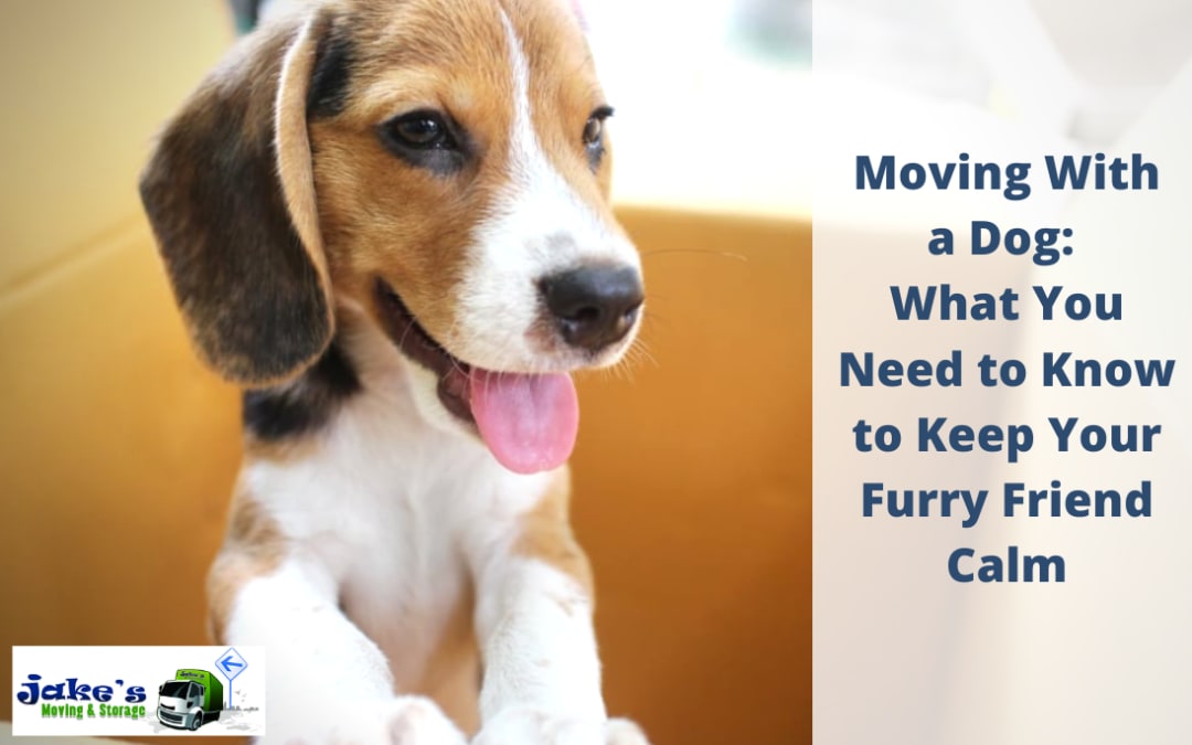 Moving With a Dog: What You Need to Know to Keep Your Furry Friend Calm