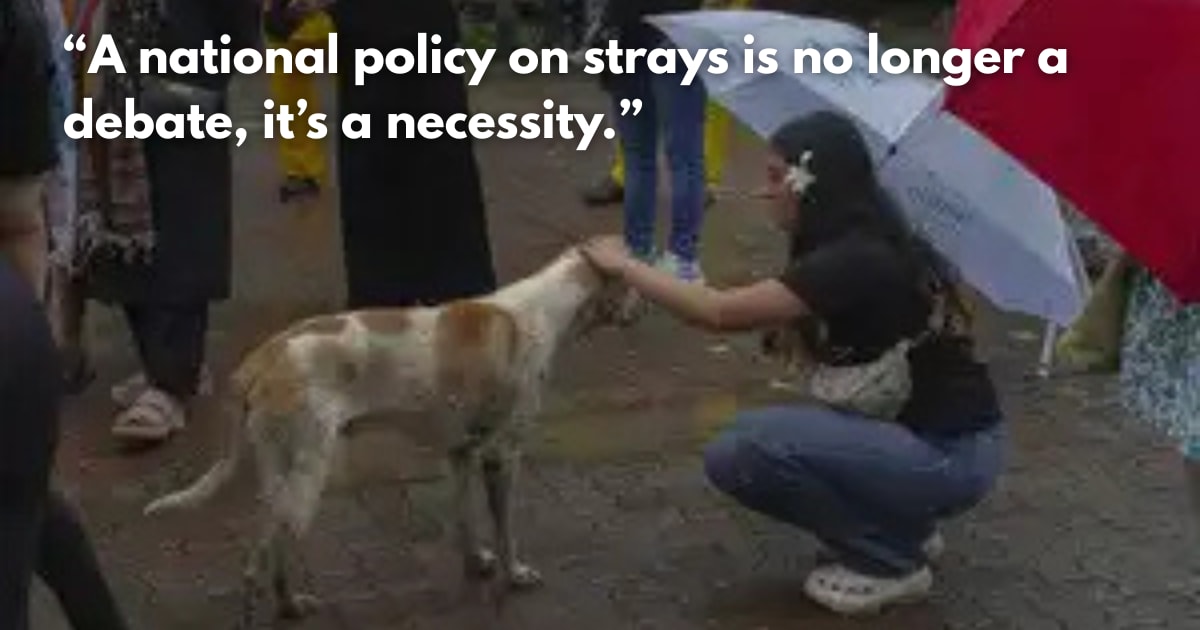 Supreme Court Allows Sterilised Strays to Return, Bans Public Feeding