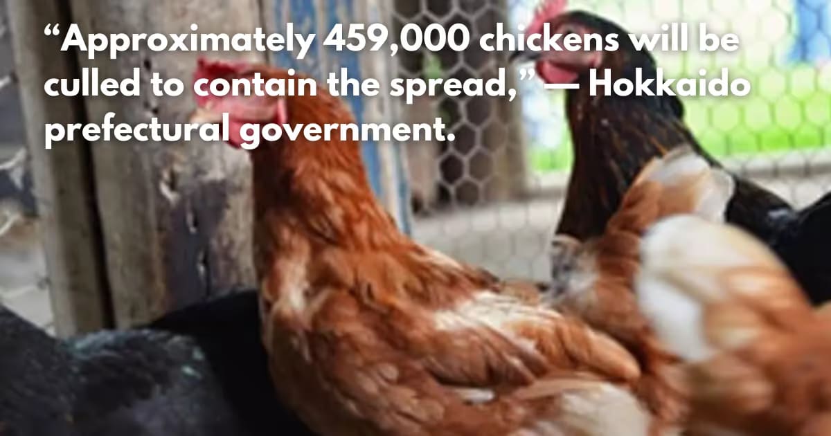 Japan Bird Flu Outbreak: First H5 Strain Case in Hokkaido Poultry Farm