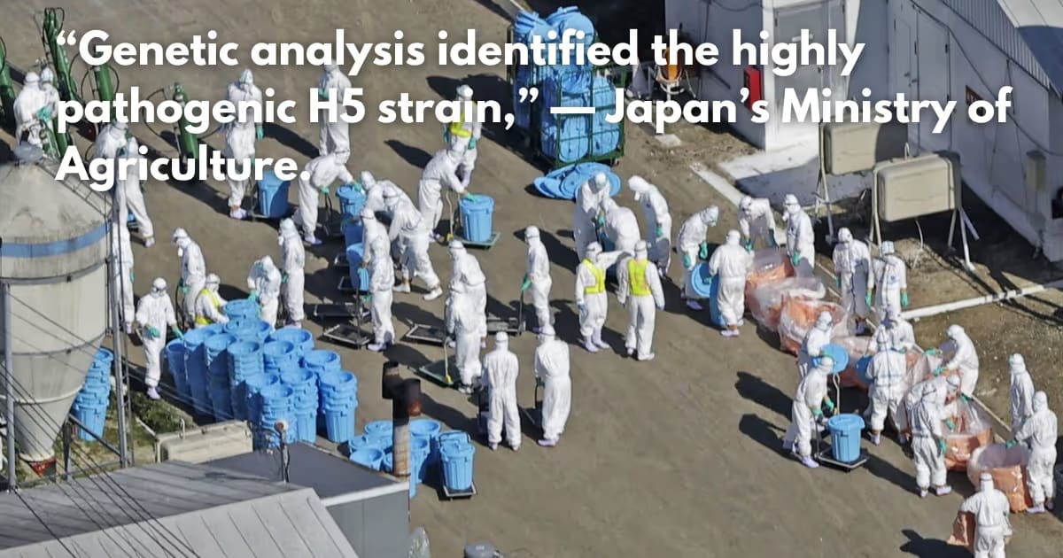 Japan Bird Flu Outbreak: First H5 Strain Case in Hokkaido Poultry Farm