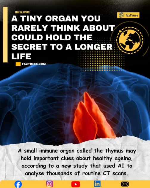 A Tiny Organ You Rarely Think About Could Hold the Secret to a Longer Life