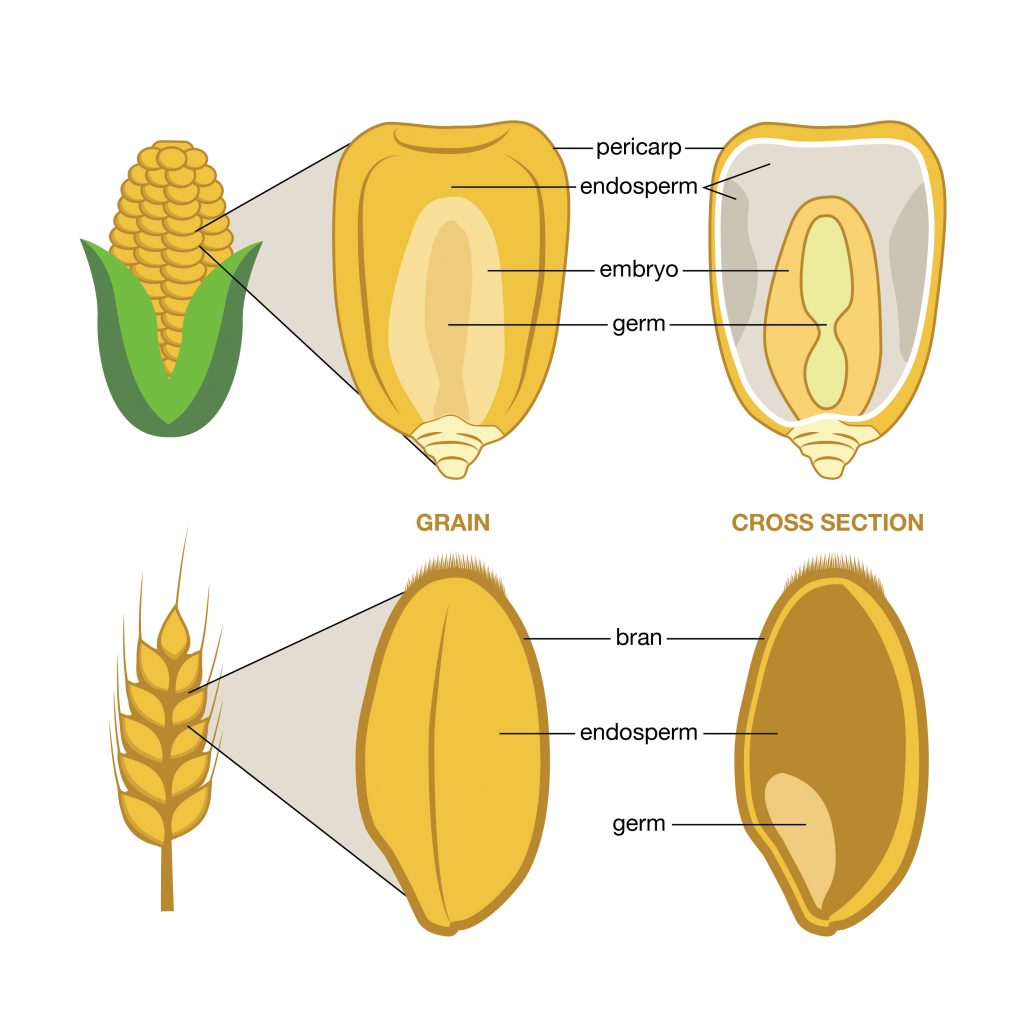 grain-names-1024x1024.jpg