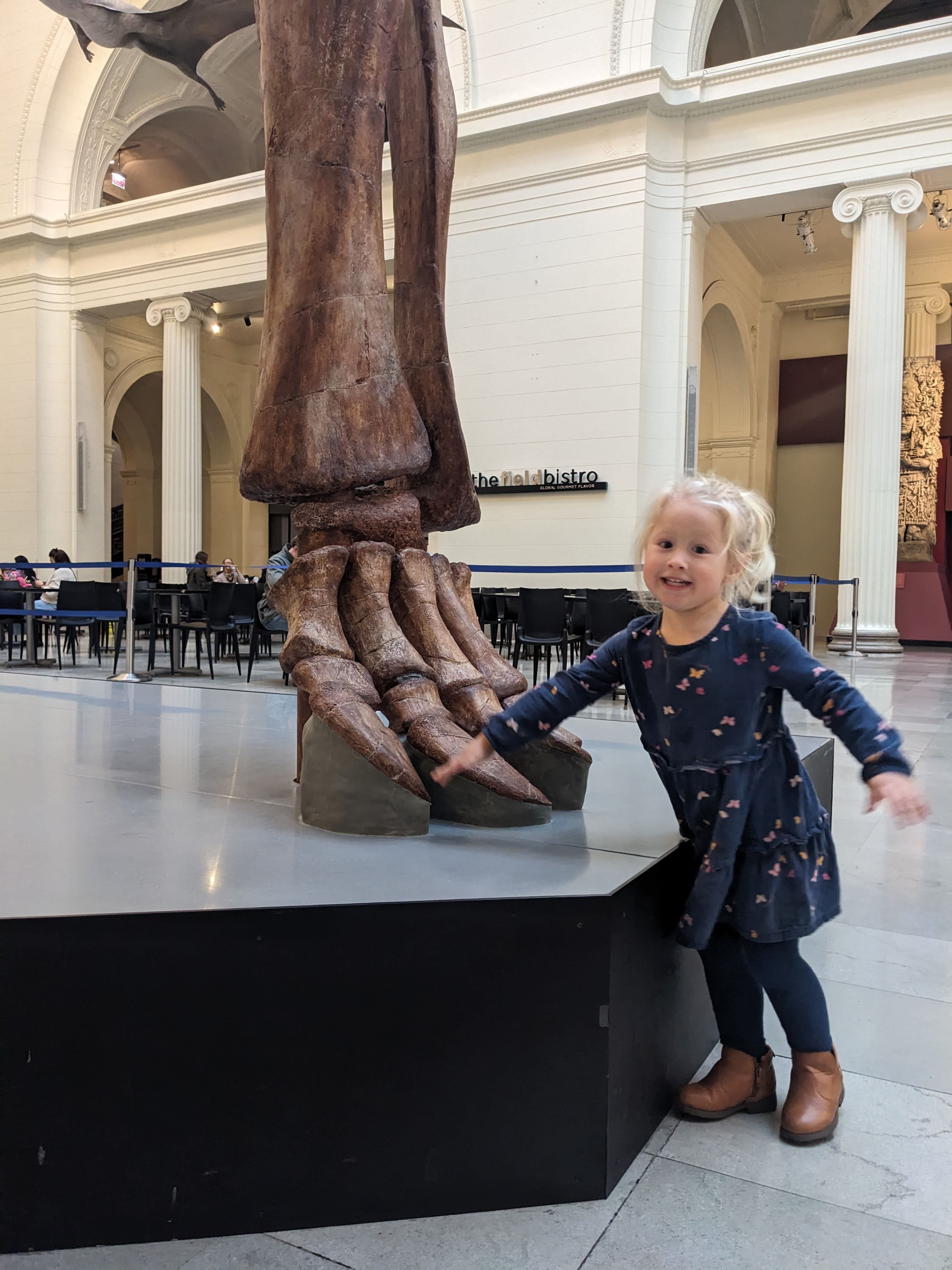 Máximo the Titanosaur skeleton in the main hall of the Field Museum.