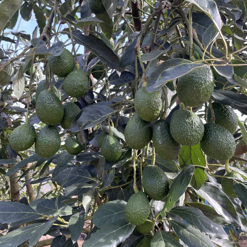 Sustainable avocado farming