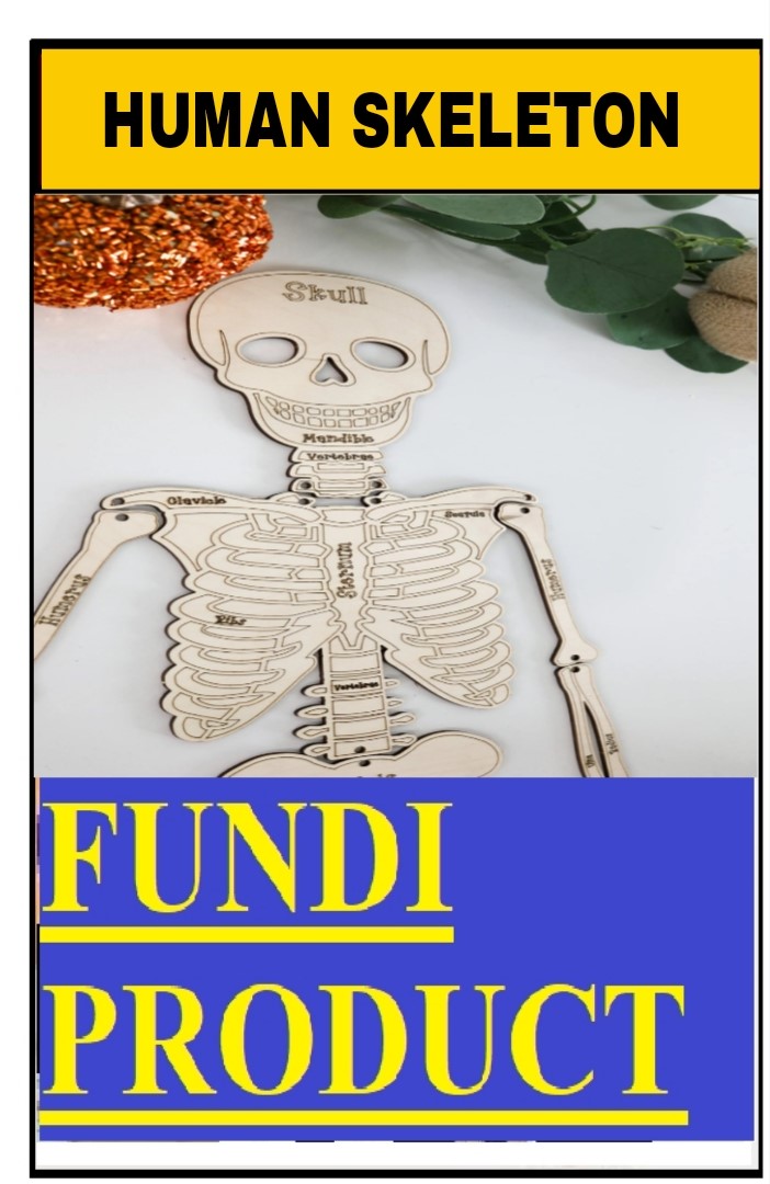 School Project Kit Human Skeleton