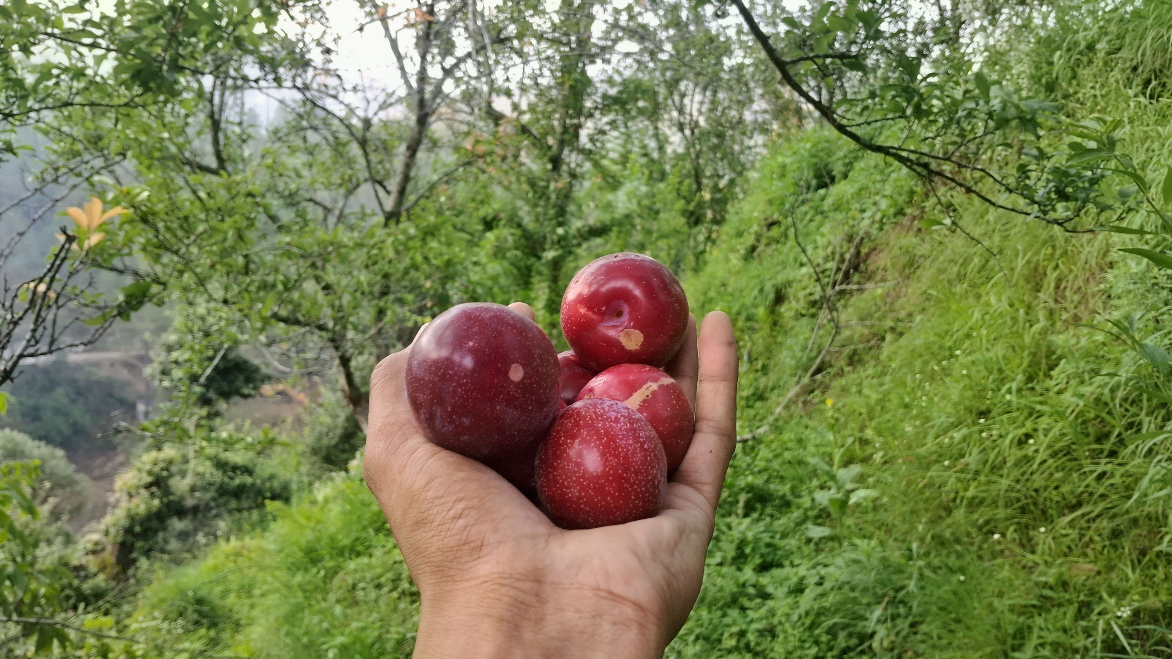 Plum (April-June)
