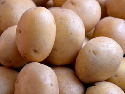 Поддержка производителей картофеля и овощей в Красноярском крае
