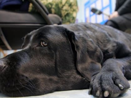 Собаку-поводыря осмотрели в ветеринарной клинике