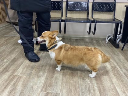 Иммуноглобулин для животных в Норильске