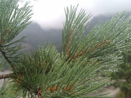 До конца недели в Красноярске будет дождливо