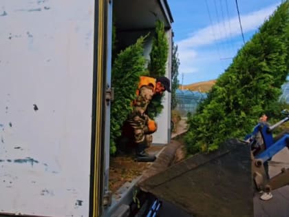 Красноярск пополнил свои зеленые насаждения экзотическими растениями