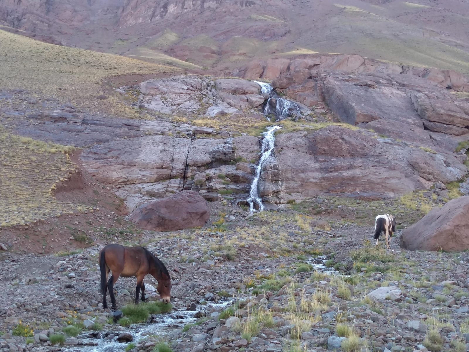 Wild horse grazing below a waterfall in Quebrada de Matienzo