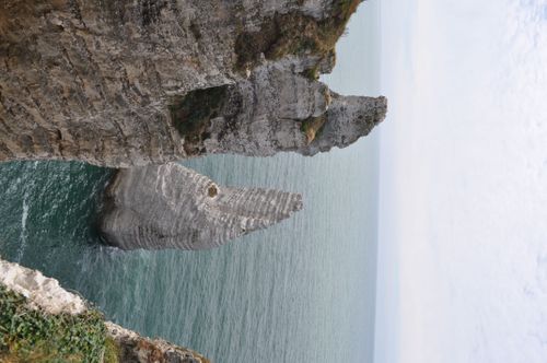 Jacar Photo
