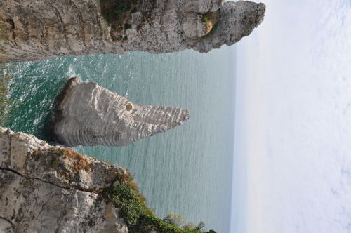 Jacar Photo