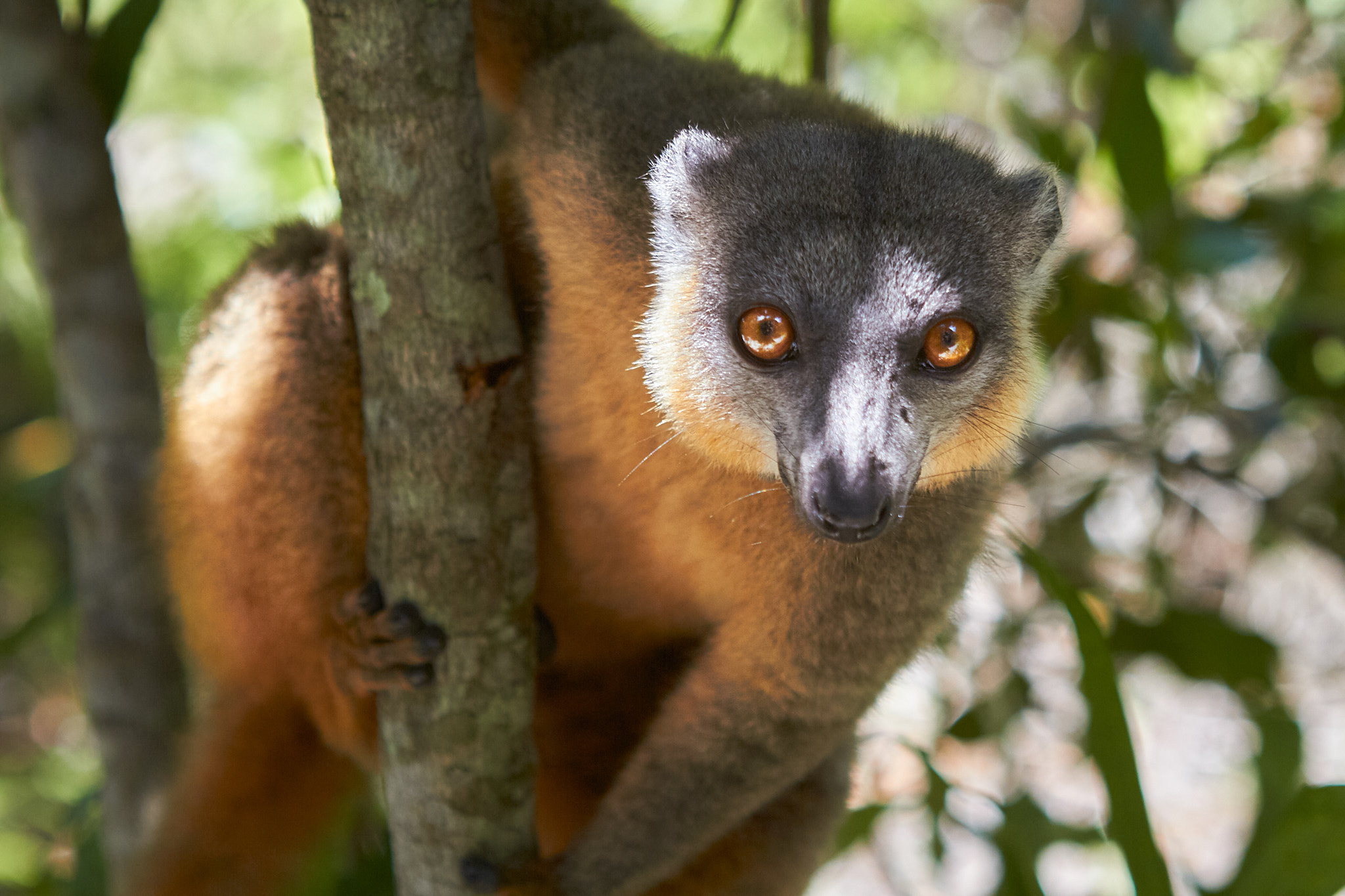 Collared Brown Lemur, Fort Dauphin