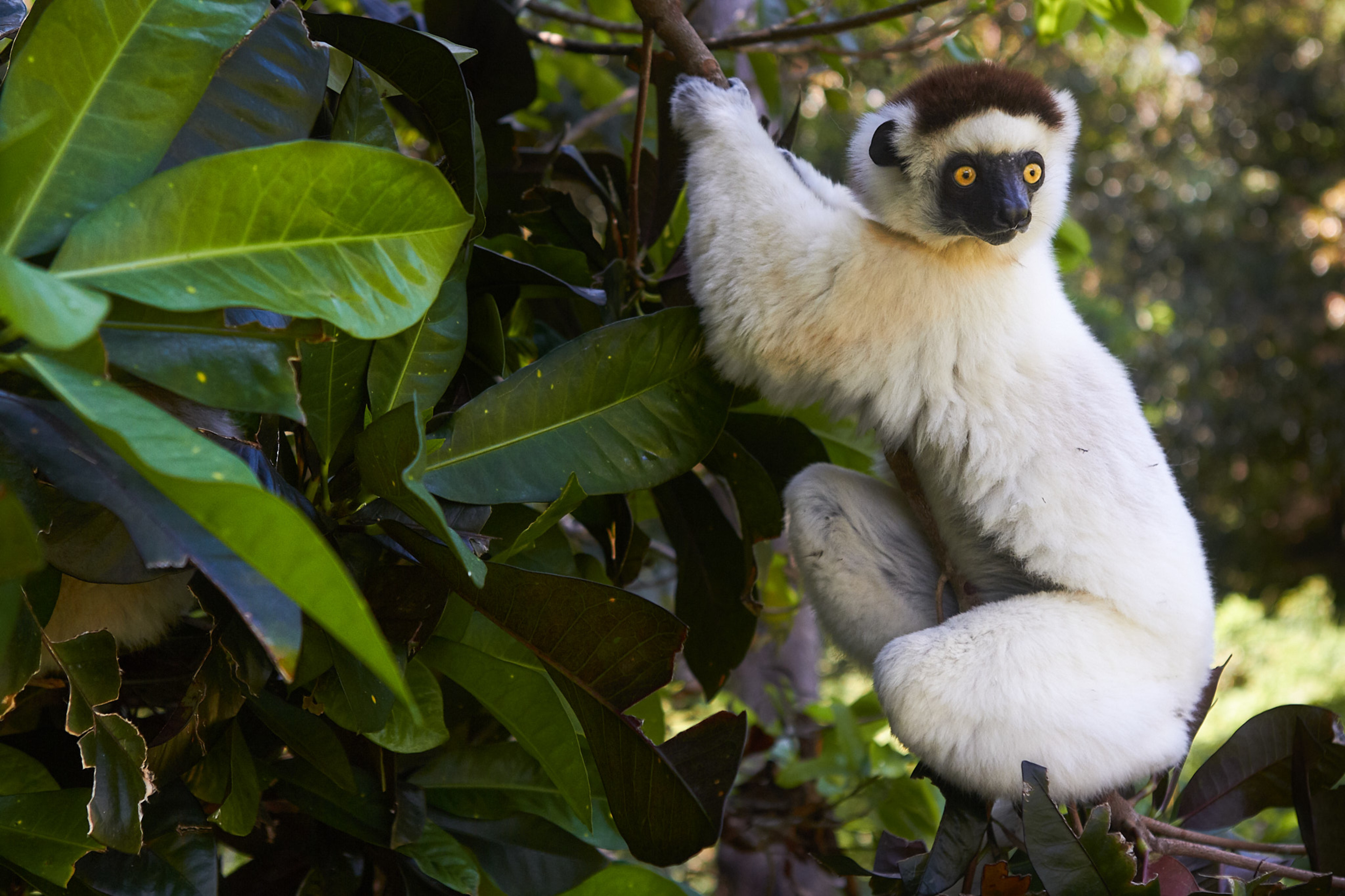 Verreaux's Sifaka, Fort Dauphin