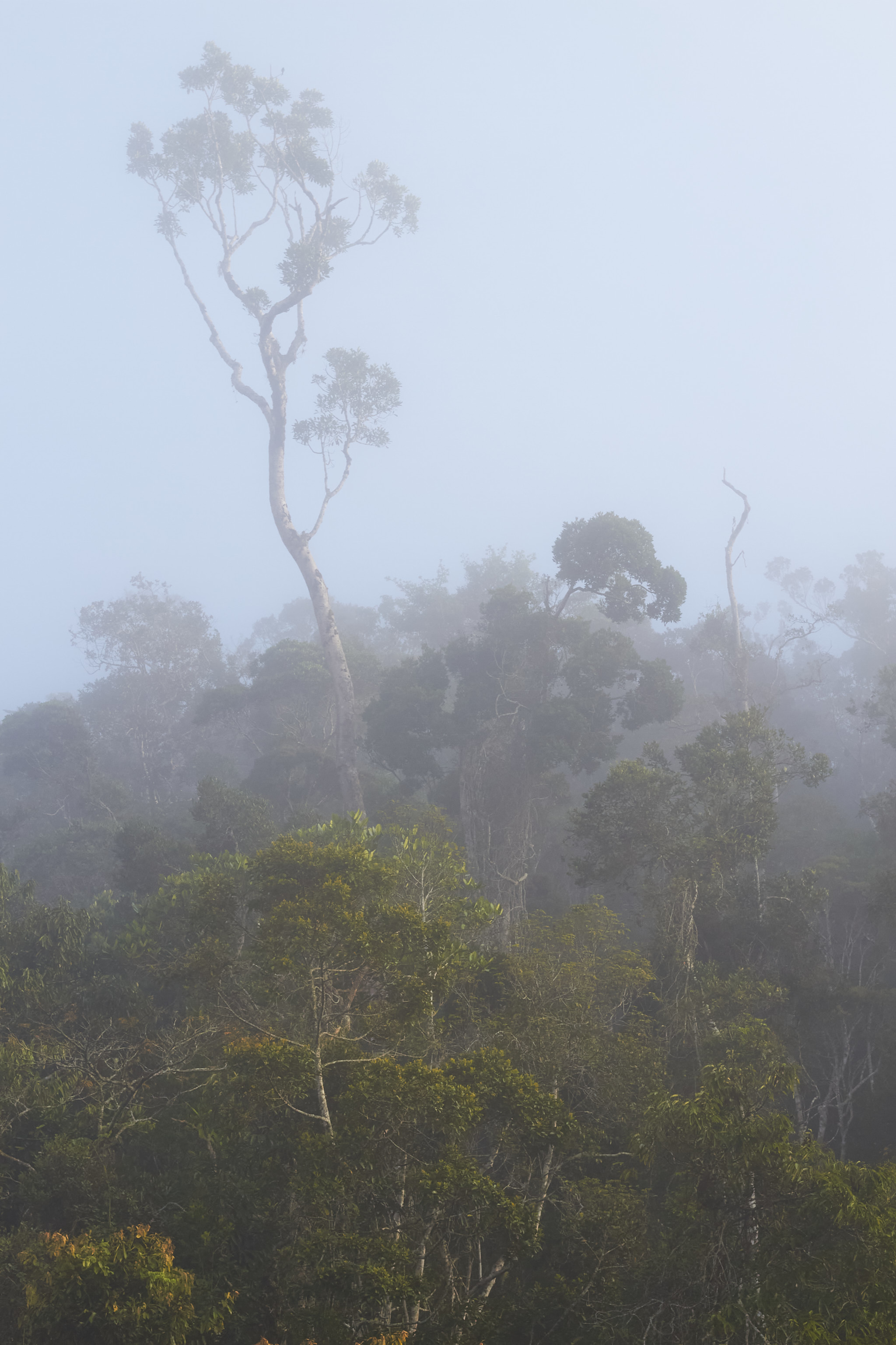 Mist II