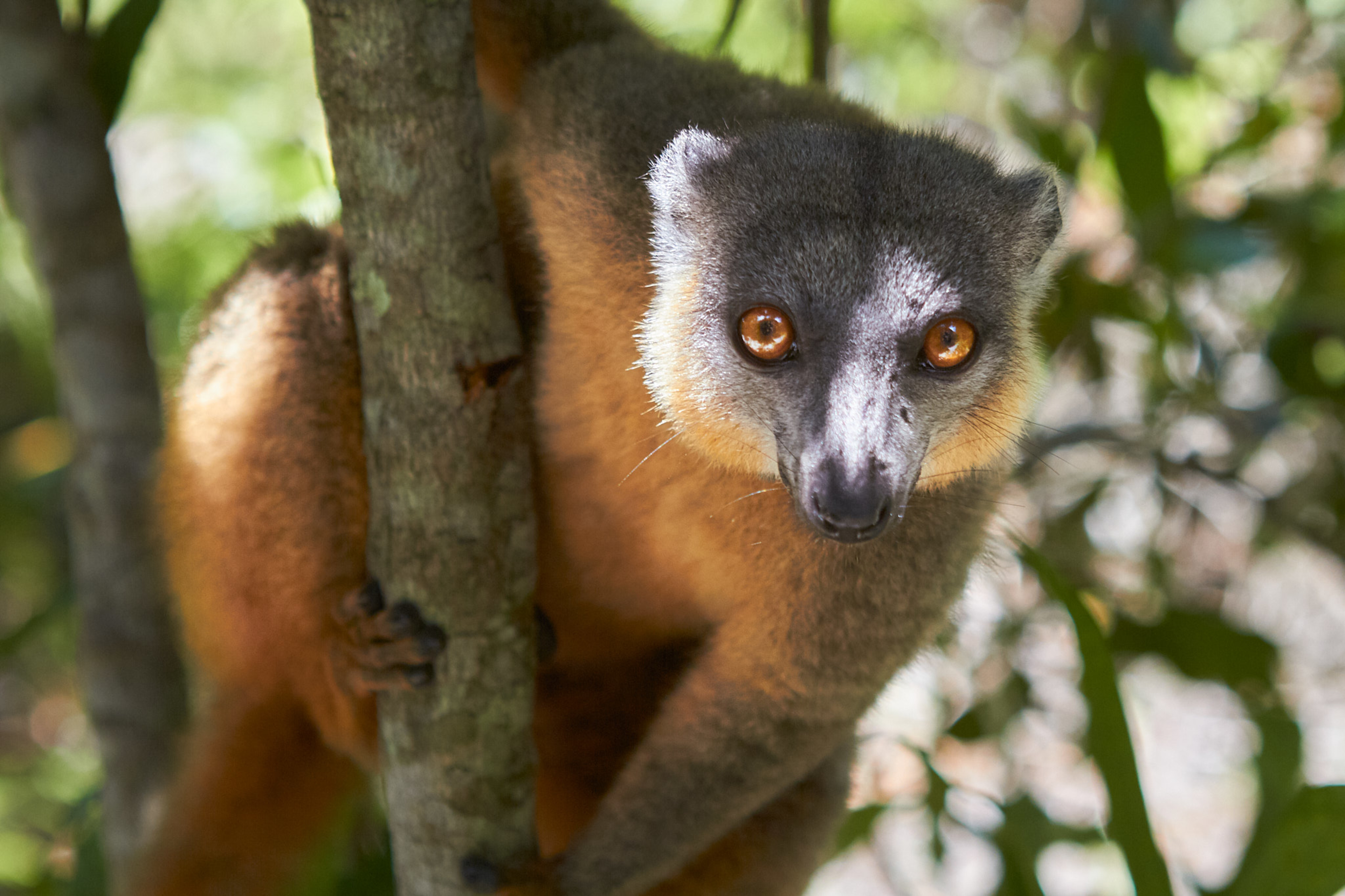 Collared Brown Lemur, Fort Dauphin