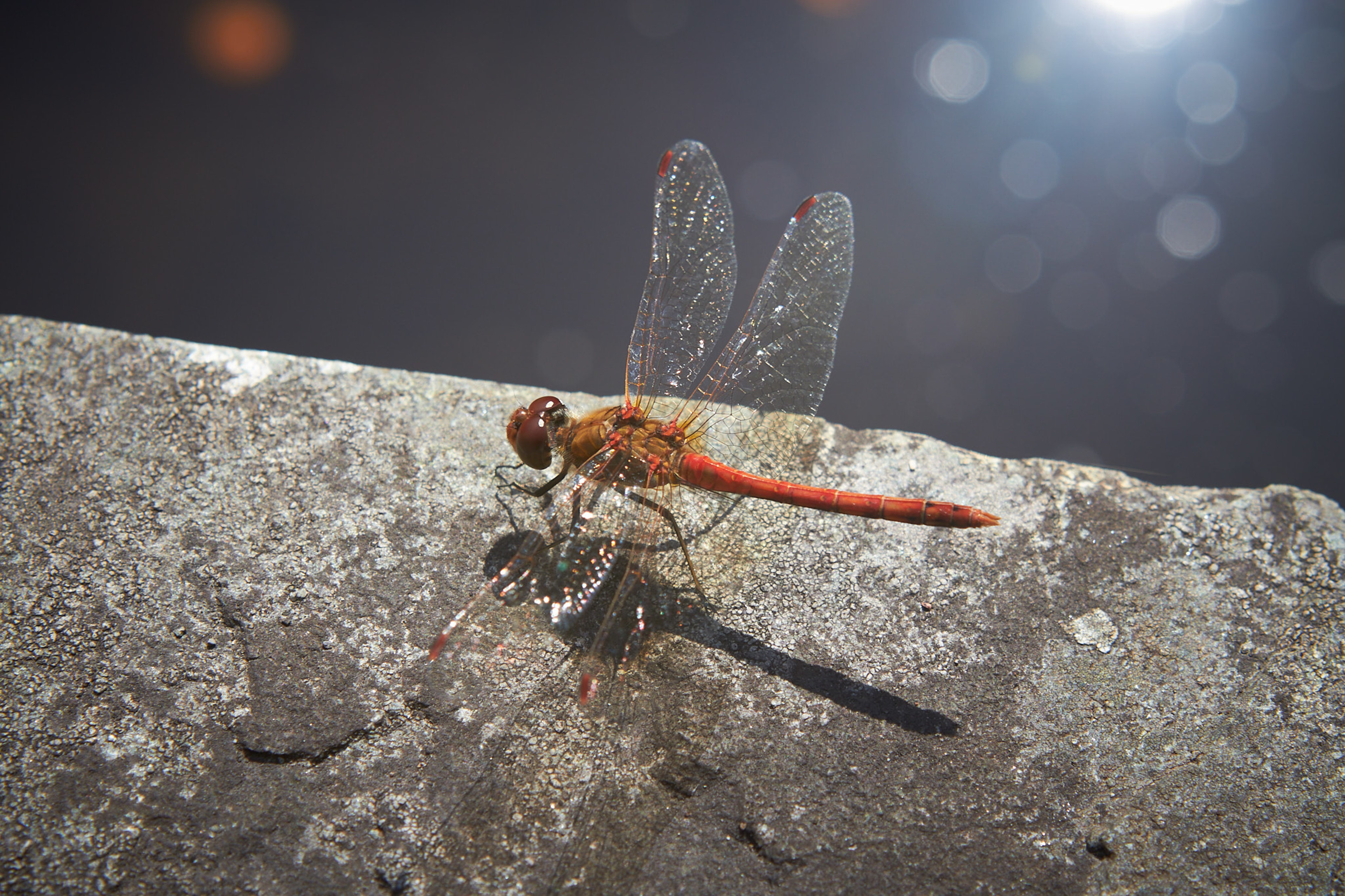 Dragonfly, Garnish Island