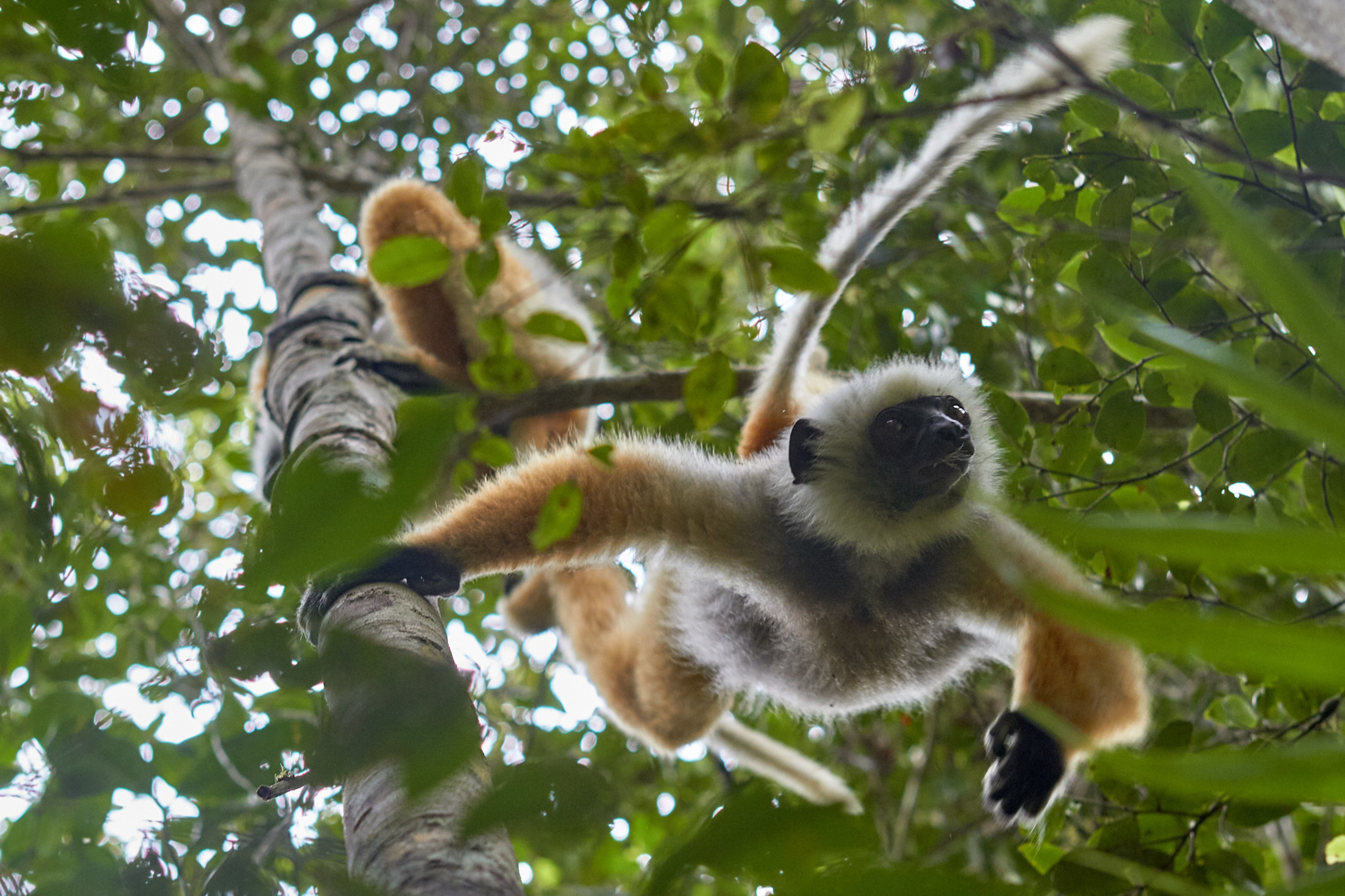 Diademed Sifakas, Ranomafana