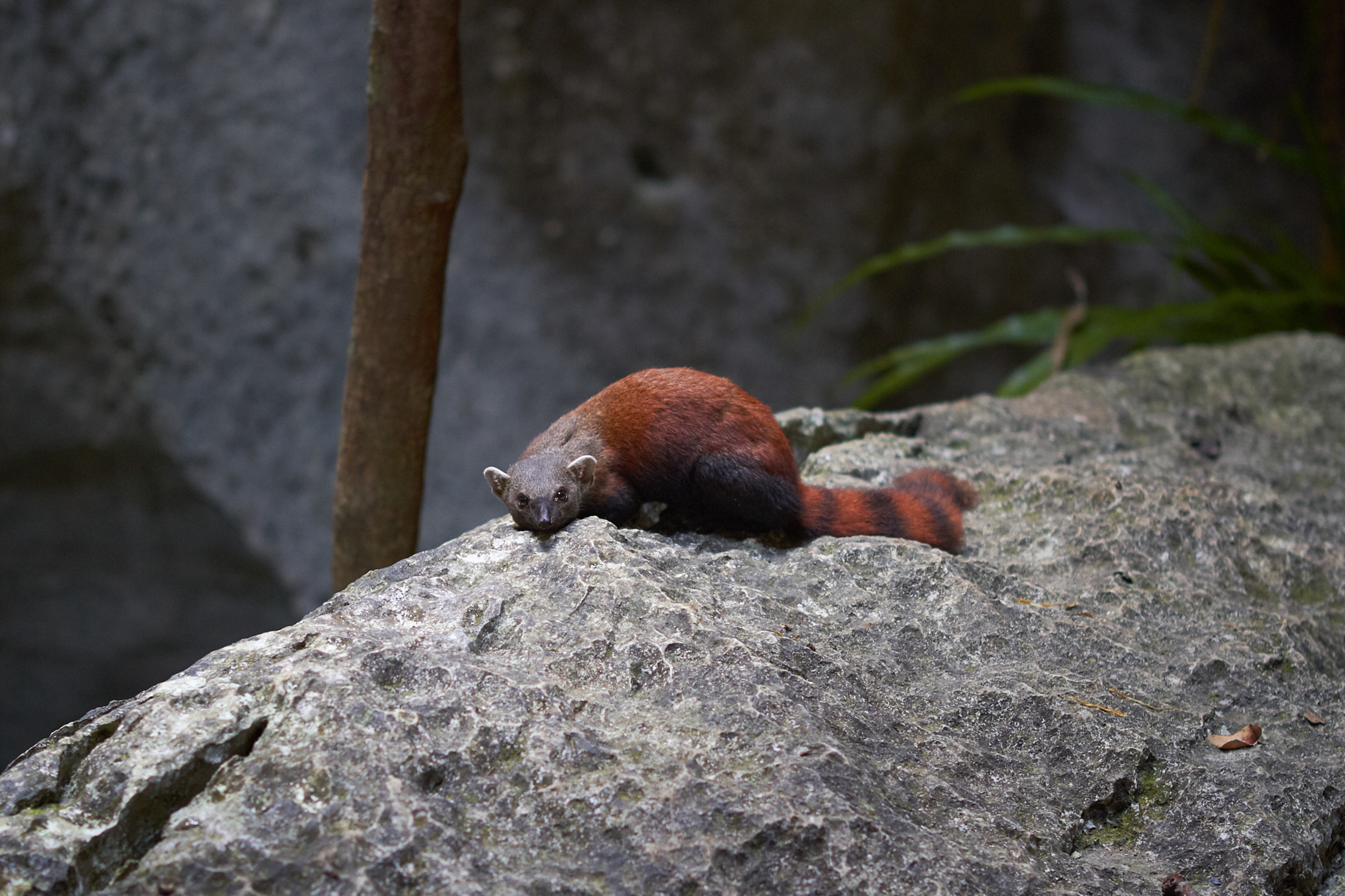 Ring-Tailed Mongoose, Bemaraha