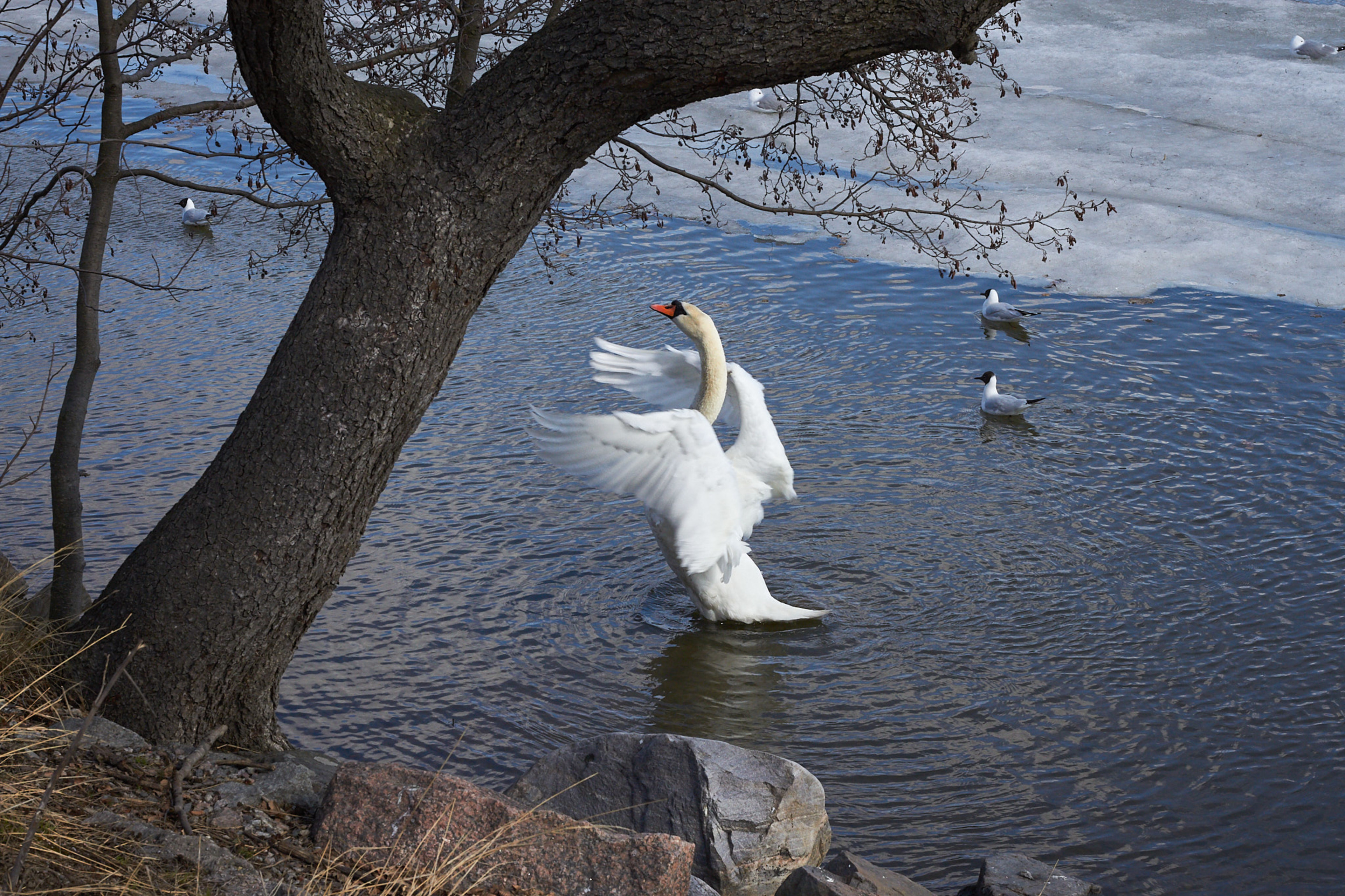 Swan Stretching, Seurasaari