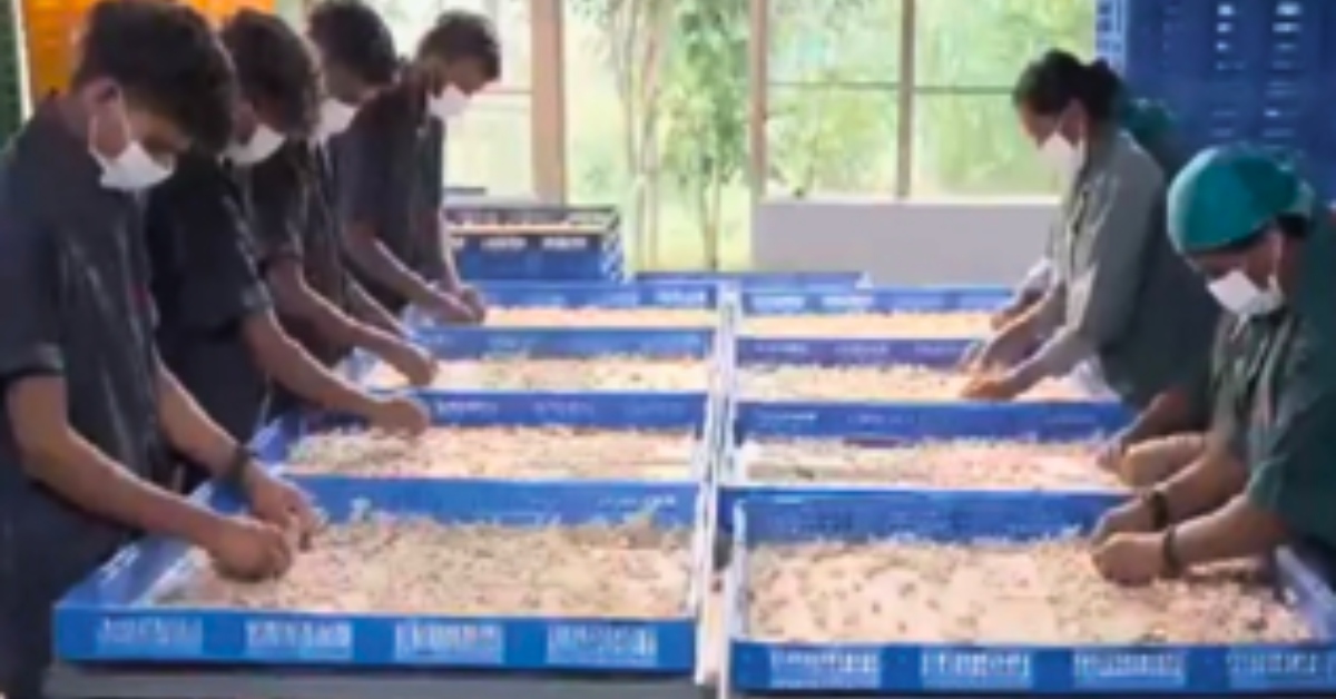 Technician inspecting silkworm seeds for quality assurance