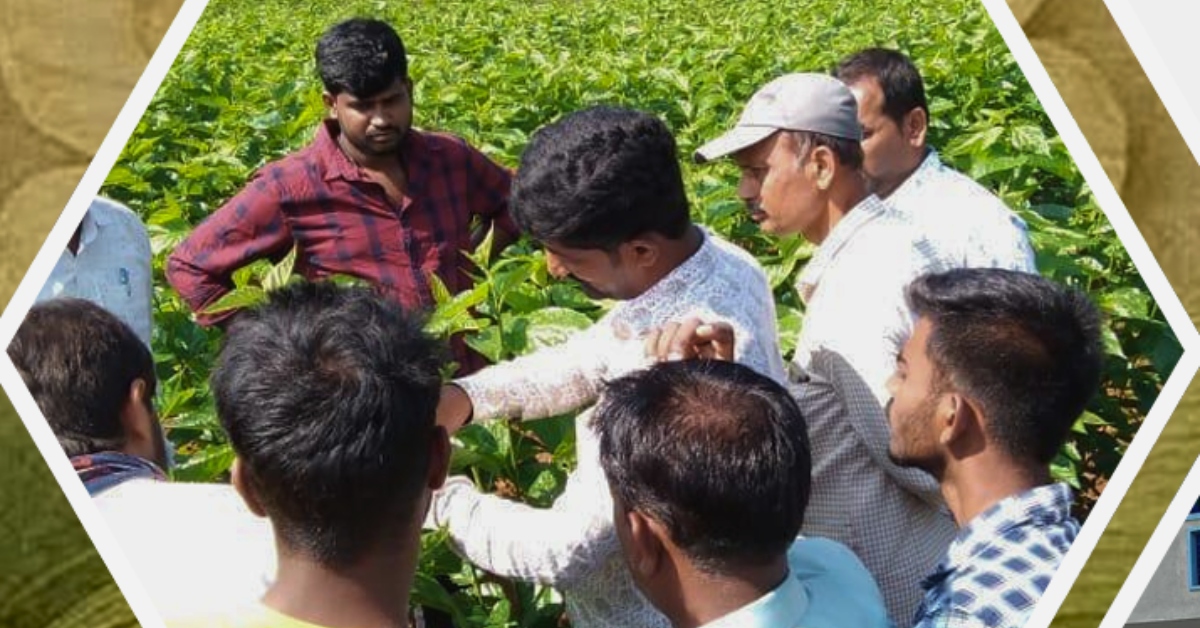 KSSO's high-quality sericulture operations and silkworm rearing