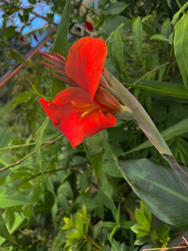 Naturaleza, aire puro y niebla