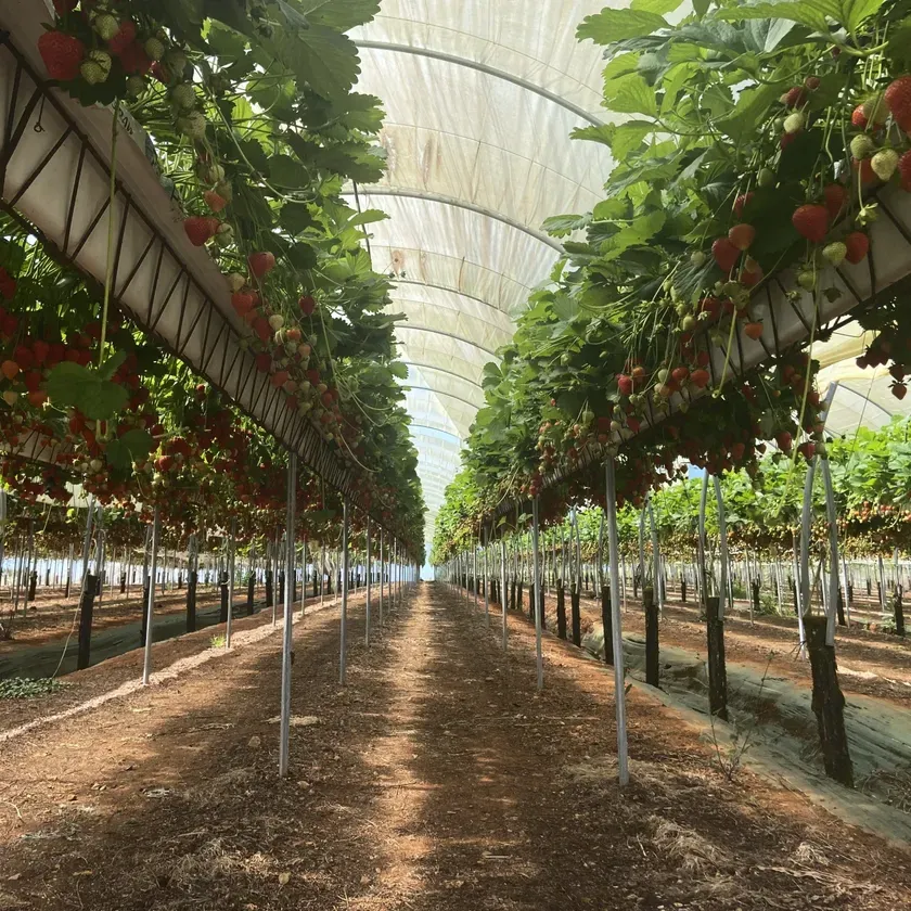 Culture de fraises hors-sol de 15 Ha