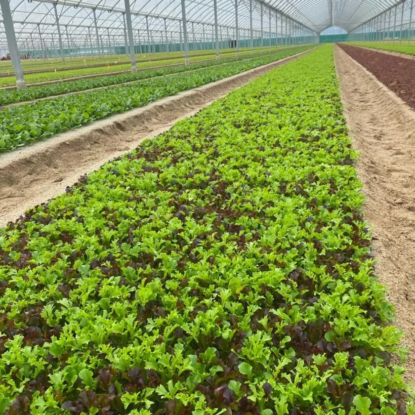 Cultures maraîchères de 70 Ha, Fleurybio