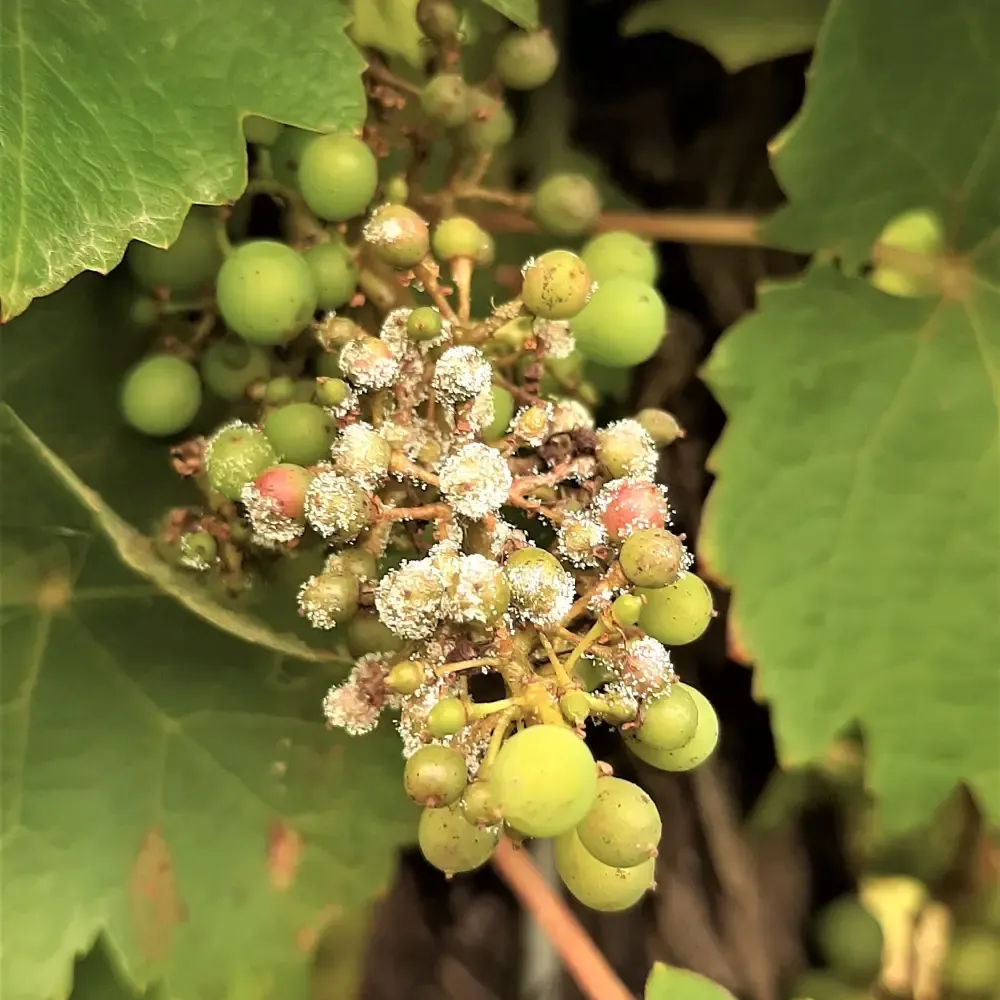 Image d'un raisin malade avant utilisation des produits Agri Symbiose
