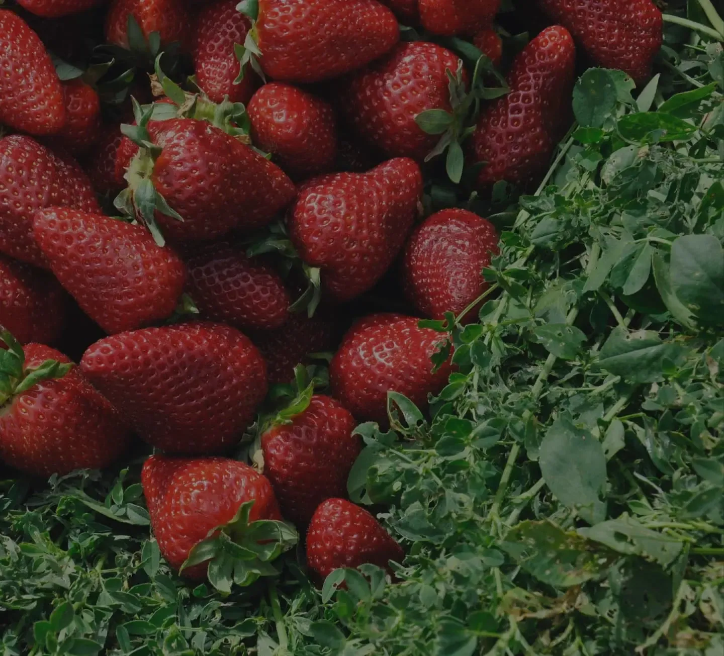 Section de présentation de nos différentes gammes de produits Agri Symbiose