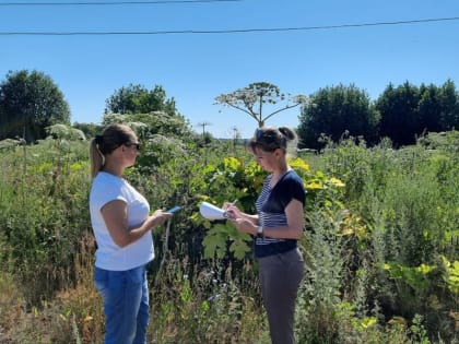 Первый этап химической обработки борщевика Сосновского на территории Ядринского округа завершен.