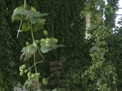 Изменения на рынке пивоварения и хмелеводства в России