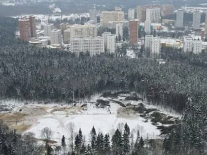 Новый законопроект угрожает лесам вокруг Чувашии