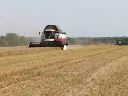 По оперативным данным на 23 августа 2023 года в Ядринском муниципальном округе сельскохозяйственными организациями и крестьянскими (фермерскими) хозяйствами