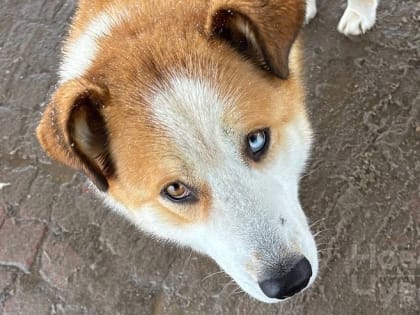 В Чувашии выявлен новый очаг бешенства