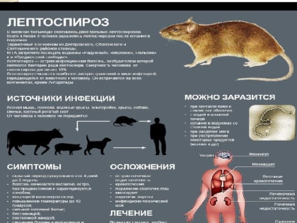 Лептоспироз и меры его профилактики