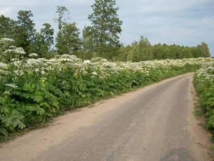 В Чувашии из-за зарослей борщевика и кустарников на обочинах пересмотрят подходы к содержанию дорог